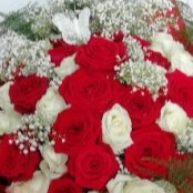 50 Red & White Roses